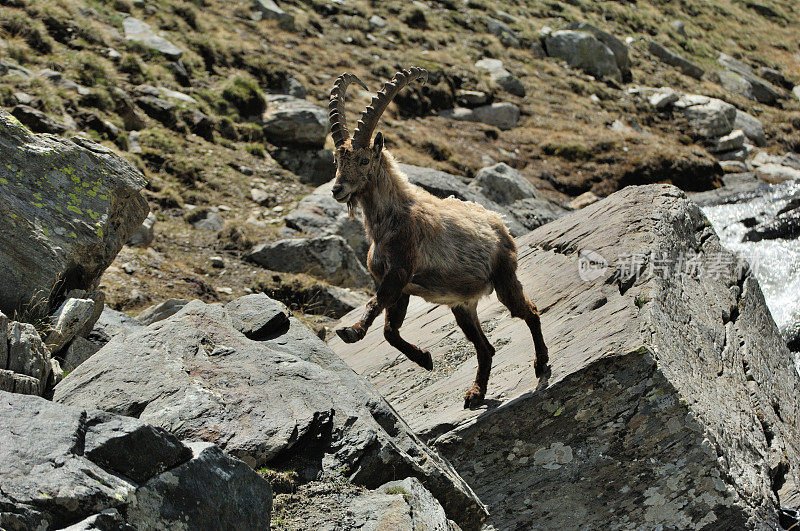 高山山羊 (Capra ibex ibex)